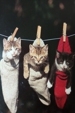 Purr-fectly Hung: A Feline Fashion Statement! 🐾