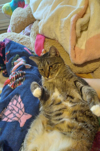 Cozy Companions: Feline and Canine Cuddles 🐱🐶