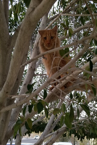 The Adventurous Tree Climber 🐾🌳