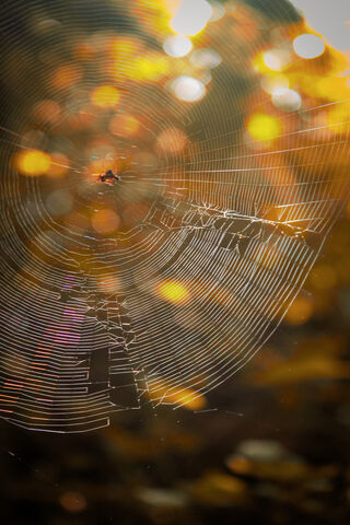 Catarina's Web of Wonders 🕸️✨