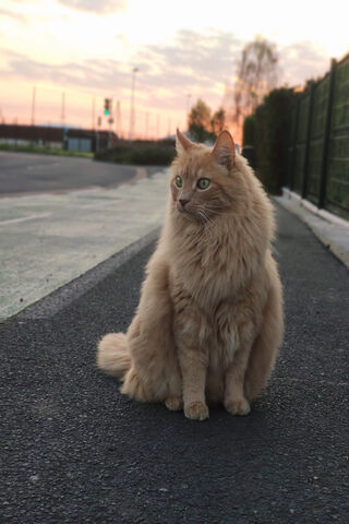 Chat's Sunset Stroll 🌅🐾