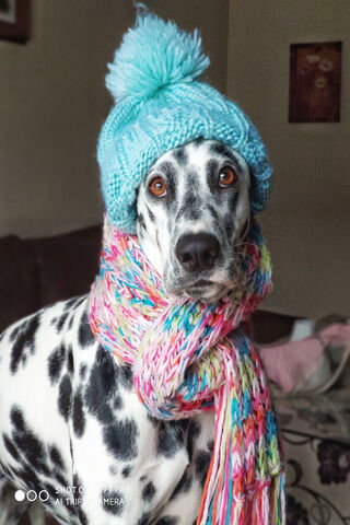 Chloe the Fashionable Dalmatian 🐾✨