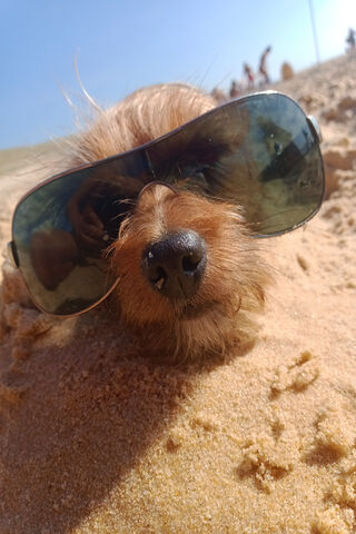 Chien's Beach Day Adventure! 🐾☀️