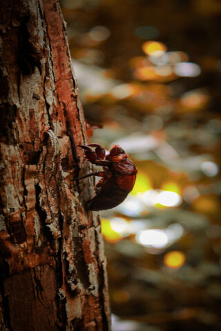 Cicada Serenade: Nature's Melody in Catarina, Nicaragua 🎶🌳