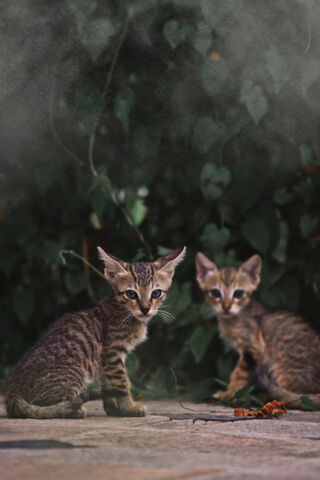 Whiskers of Wonder: The Curious Kittens 🐾✨