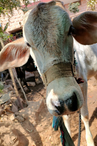Curious Cow: A Glimpse into Farm Life 🐄🌾