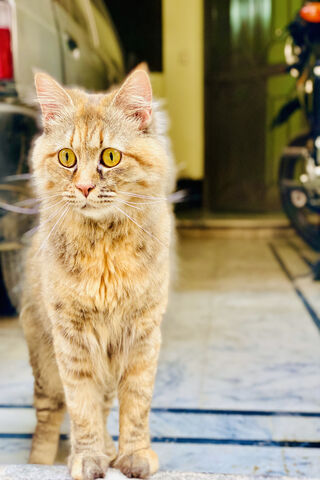 Catooo