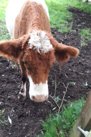 Curious Cow in the Meadow 🐄🌿