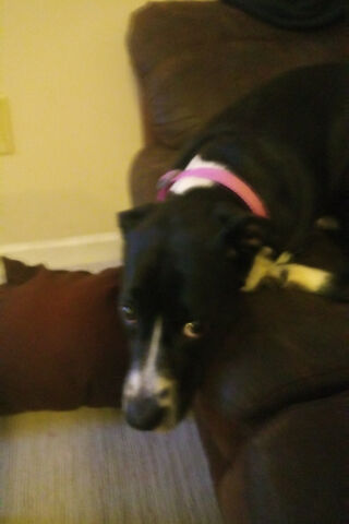 Adorable Dogo Lounging in Style 🐶💖