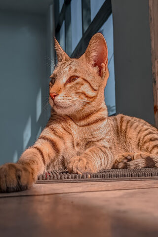Sunlit Serenity: A Cat's Daydream ☀️🐾