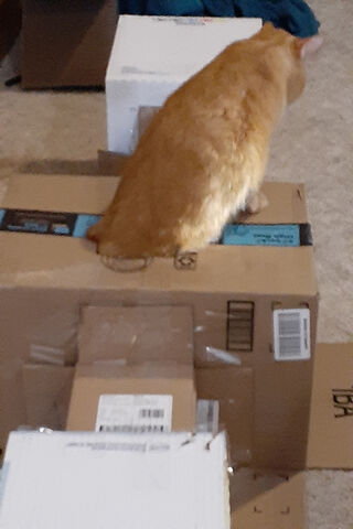 Box Kingdom: The Cat's Throne 🐾📦