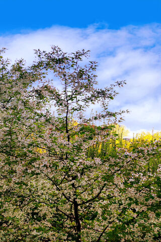 Nature's Embrace: A Blossoming Serenity 🌸🌳