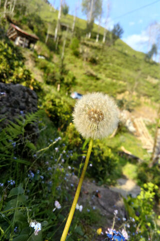 Whispers of the Wind: The Dandelion's Journey 🌼🍃