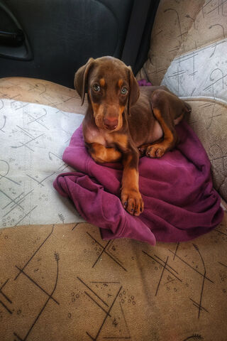 Adorable Doberman Delight 🐾