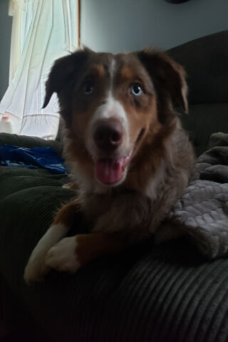 Meet My Adorable Pup! 🐶❤️