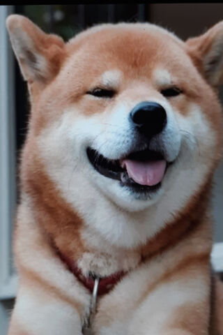 Doggo's Delight: A Shiba Inu Smile! 🐶✨