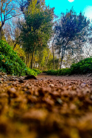 Doga: Nature's Tranquil Pathway 🌳✨