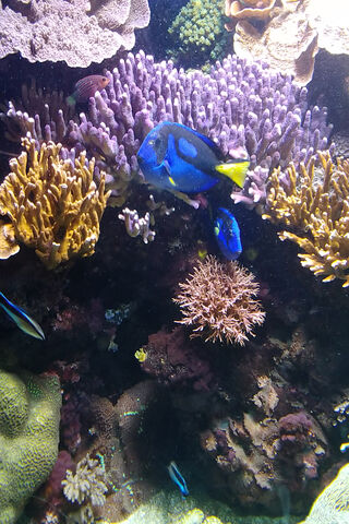 Dory