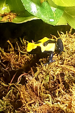 Dart Frog