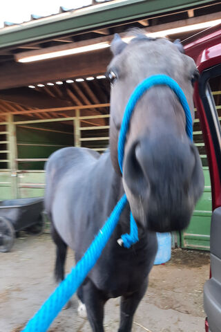 Thirsty for Adventure: Diamond's Pepsi Dream! 🐴🥤