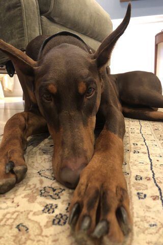 The Regal Rest of a Doberman Pinscher 🐾