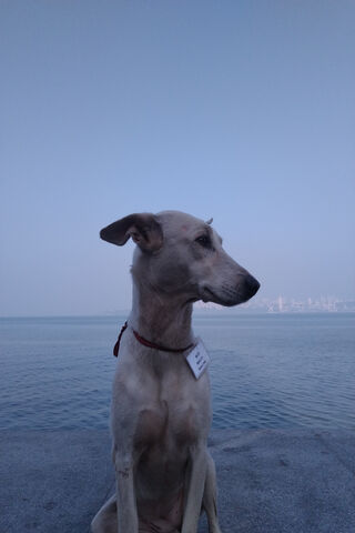 Doggy by the Shore 🌊🐾