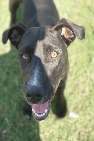 Joyful Pup in the Sun! ☀️🐾