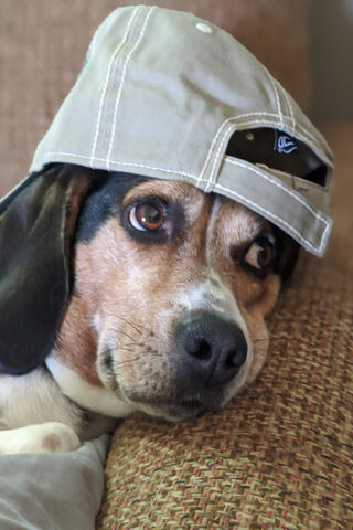 Chill Vibes: Dogo in a Cap 😎🐶