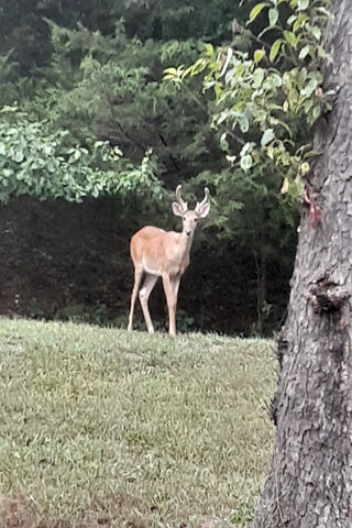 A Majestic Visitor in the Backyard 🌲🦌