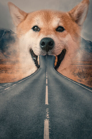 Journey Through the Dog's Dream