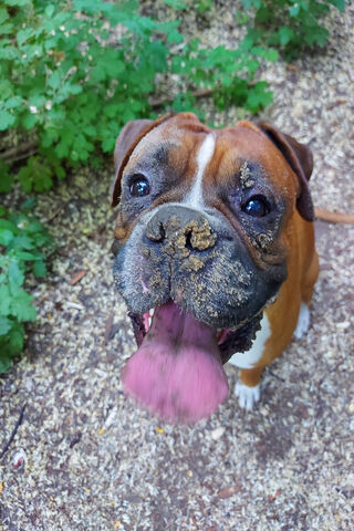 Muddy Mischief: The Playful Boxer