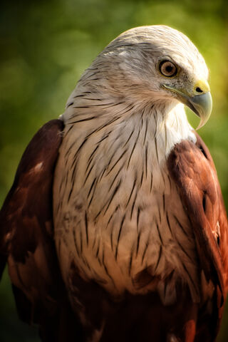 Eagle