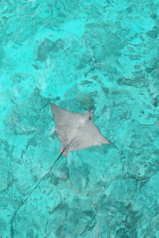 Eagle Ray