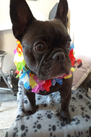 Tropical Vibes with a Frenchie! 🌺🐶