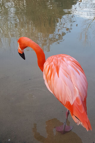 Graceful Flamingo: Nature's Pink Wonder 🌸🦩
