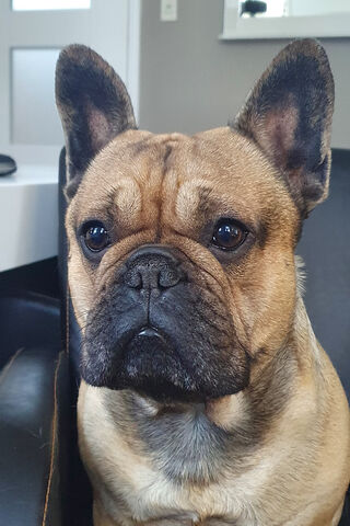 Charming Frenchie: The Adorable Companion 🐶❤️