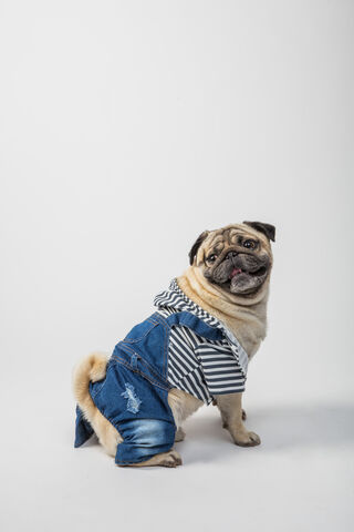 Stylish Pup Struts in Denim! 🐶👖