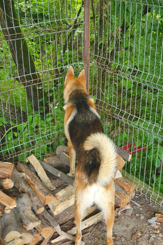 The Watchful Guardian: A German Shepherd's Vigil