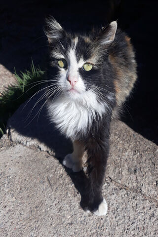 Gatita: The Enigmatic Feline