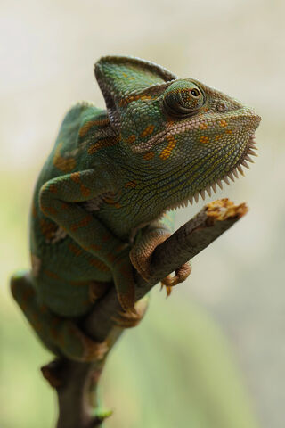 Green Chameleon