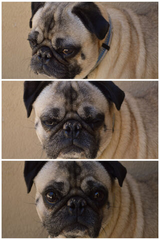 George The Pug 2