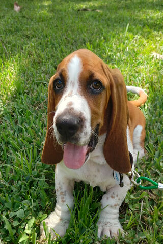 Gabby the Basset: The Joyful Pup 🌟