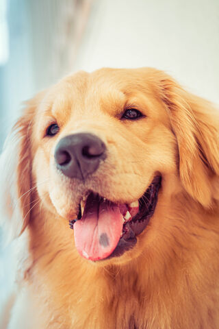 Joyful Golden Retriever: The Heart of Happiness 🐾✨
