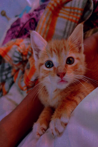 Adopted Joy: Meet the Purrfect Companion! 🐾❤️