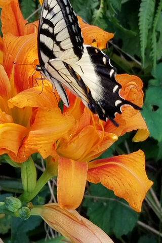 Whispers of the Garden: A Butterfly's Dance