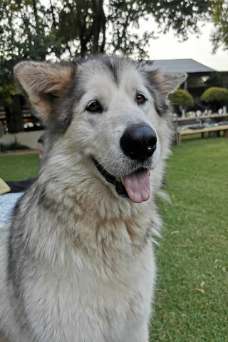 Husky Happiness: A Furry Friend's Smile 🐾😊