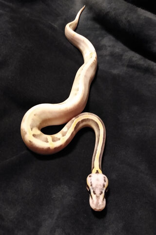 Hyperion Ball Python