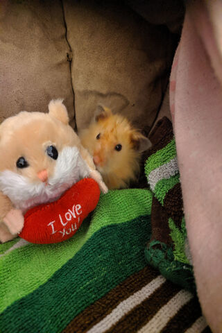 Hamster Love: A Furry Friendship 🐹❤️