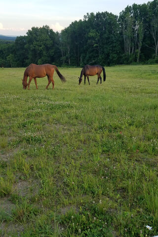 Serene Grazing: A Day in the Meadow 🌾🐴