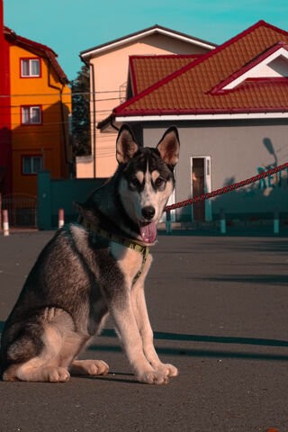 Huskyyyyyyy: The Playful Pup in the City! 🐾
